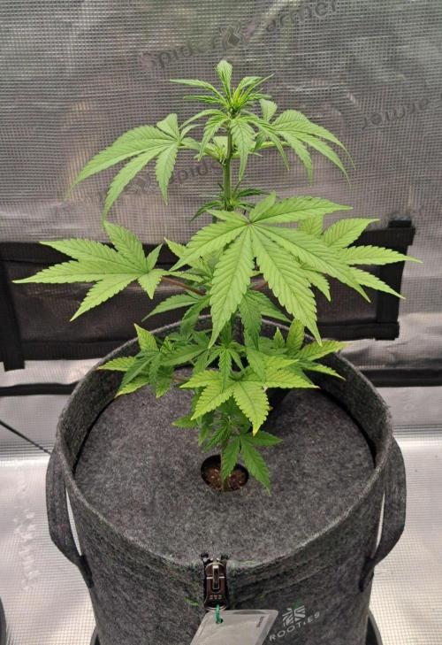 Purple Bananas spotted on Saturn. Week 6 - Day 40