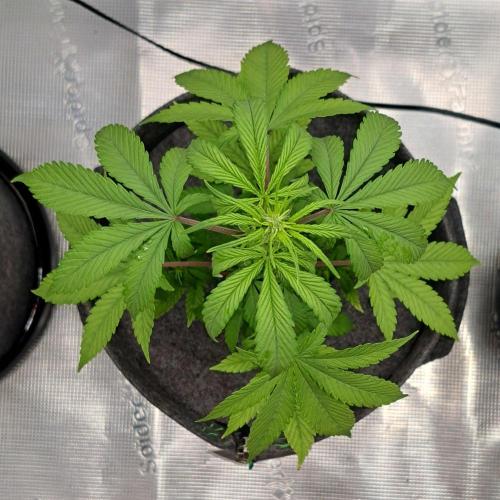 Purple Bananas spotted on Saturn. Week 6 - Day 41