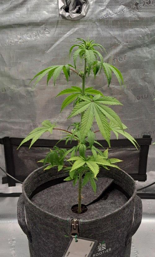 Purple Bananas spotted on Saturn. Week 6 - Day 41