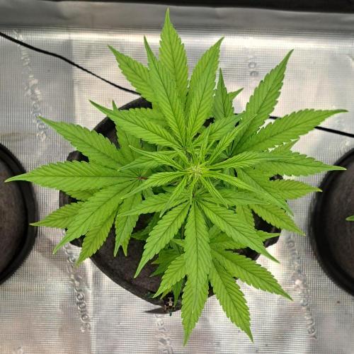 Purple Bananas spotted on Saturn. Week 6 - Day 42