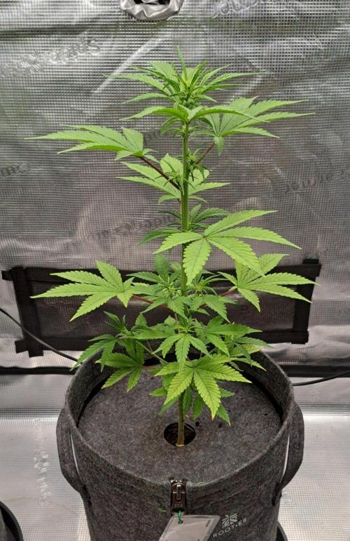 Purple Bananas spotted on Saturn. Week 6 - Day 42