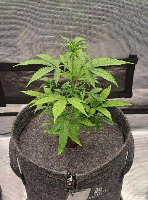 Tropical cherry for Saturn. Week 6 - Day 38