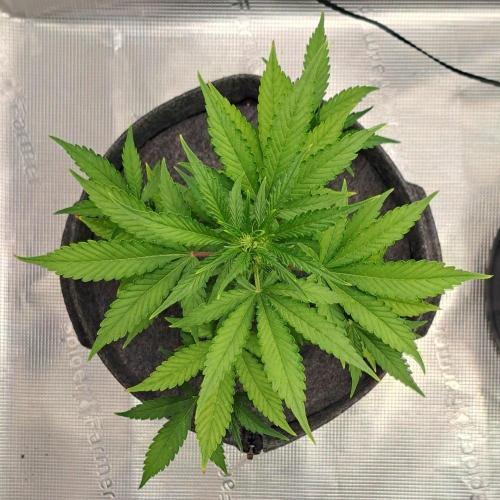 Tropical cherry for Saturn. Week 6 - Day 40