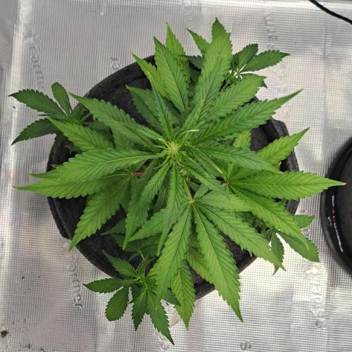 Tropical cherry for Saturn. Week 6 - Day 41