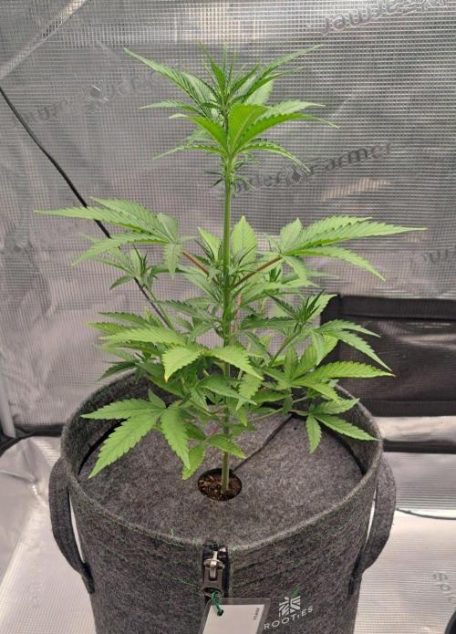 Tropical cherry for Saturn. Week 6 - Day 40