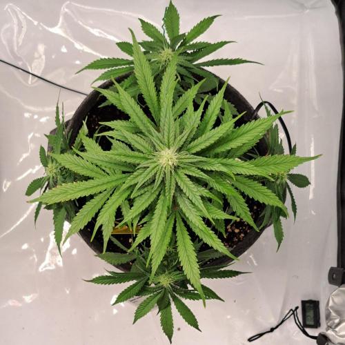 Fruity glue for Venus. Week 7 - Day 43
