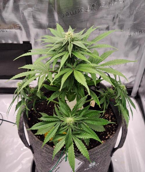 Fruity glue for Venus. Week 7 - Day 43
