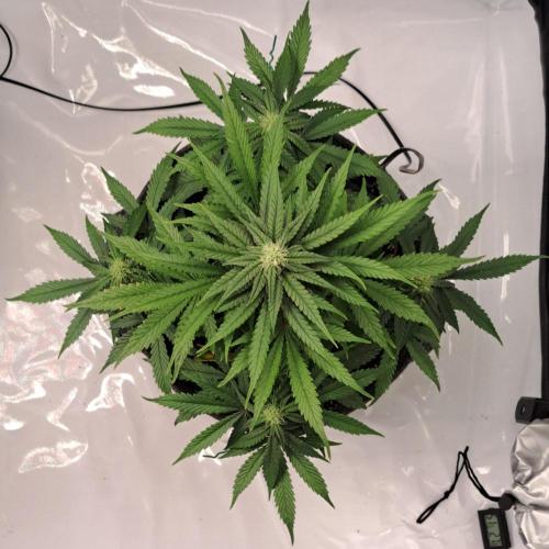 Fruity glue for Venus. Week 7 - Day 44