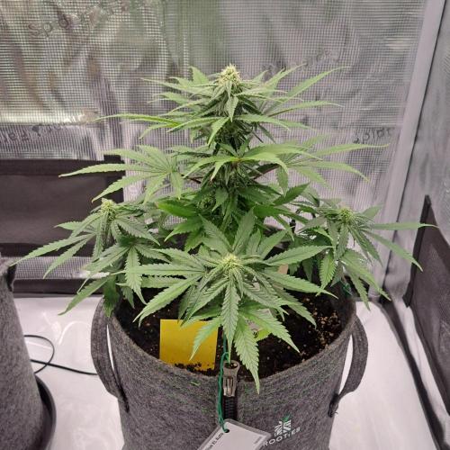 Fruity glue for Venus. Week 7 - Day 44