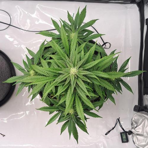 Fruity glue for Venus. Week 7 - Day 45
