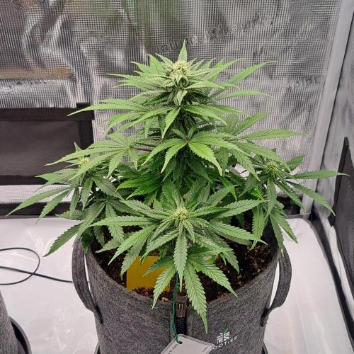 Fruity glue for Venus. Week 7 - Day 45