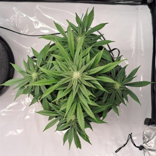 Fruity glue for Venus. Week 7 - Day 46