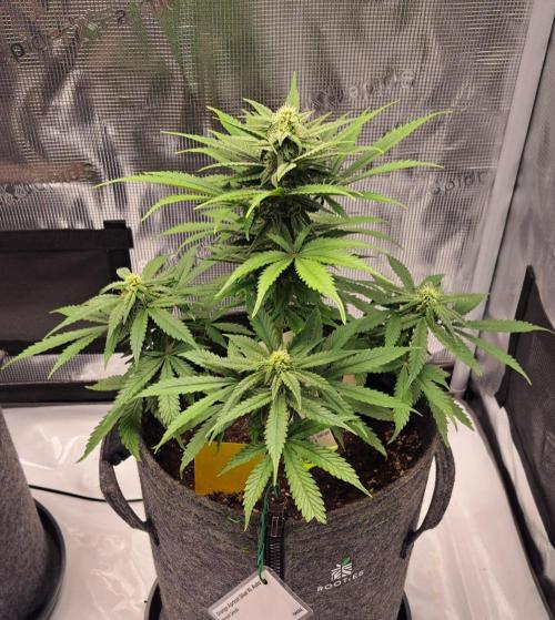 Fruity glue for Venus. Week 7 - Day 46