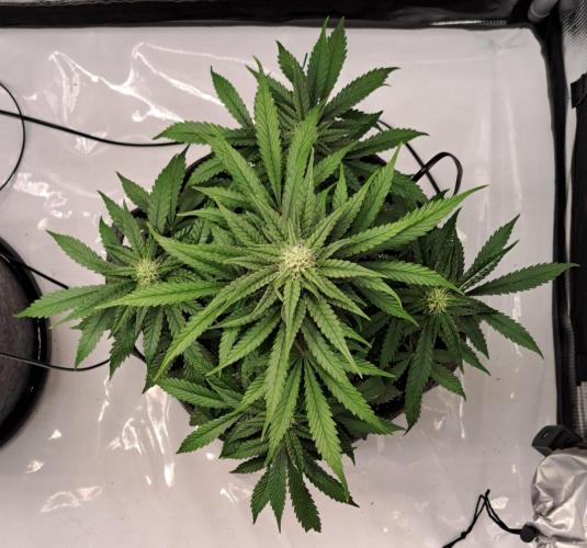 Fruity glue for Venus. Week 7 - Day 47