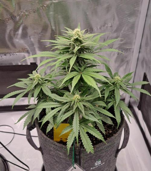 Fruity glue for Venus. Week 7 - Day 47