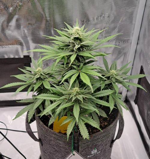Fruity glue for Venus. Week 7 - Day 48