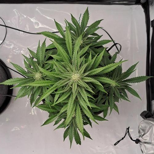 Fruity glue for Venus. Week 7 - Day 48