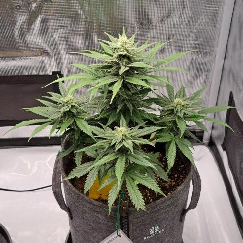 Fruity glue for Venus. Week 7 - Day 49