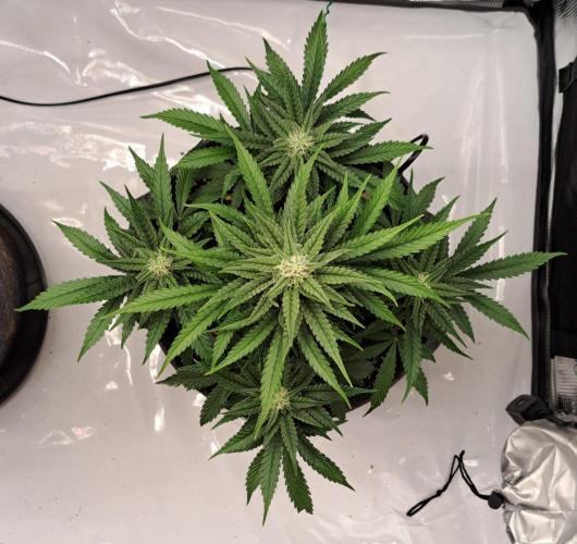 Fruity glue for Venus. Week 7 - Day 49