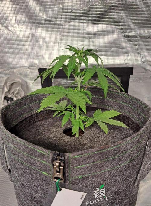 King of Kong on Pluto. Week 4 - Day 22