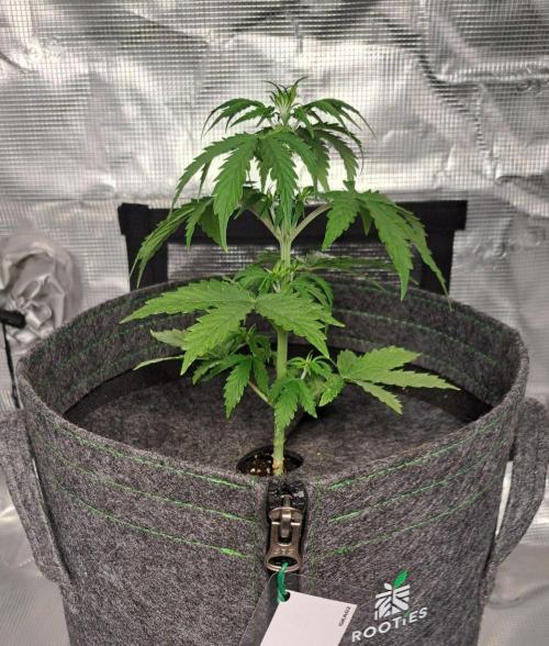 King of Kong on Pluto. Week 4 - Day 23
