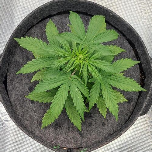 King of Kong on Pluto. Week 4 - Day 24