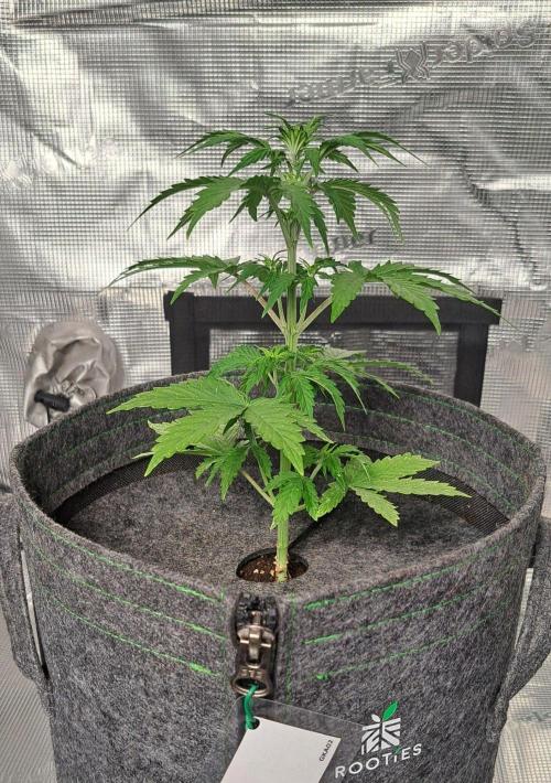 King of Kong on Pluto. Week 4 - Day 24
