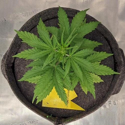 King of Kong on Pluto. Week 4 - Day 25