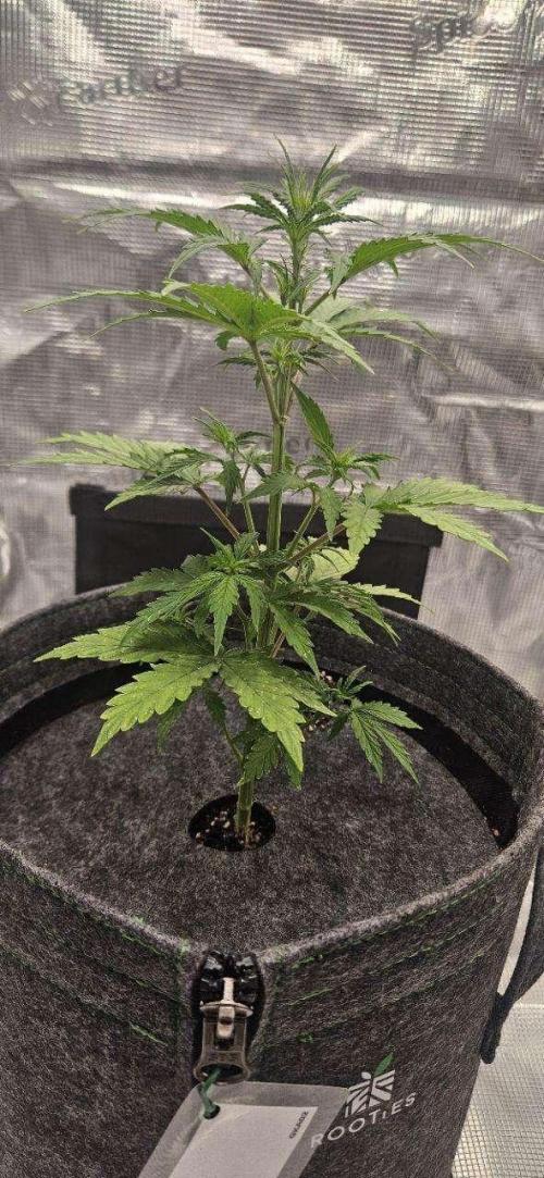 King of Kong on Pluto. Week 4 - Day 26