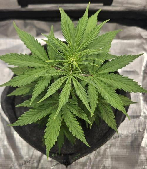 King of Kong on Pluto. Week 4 - Day 27
