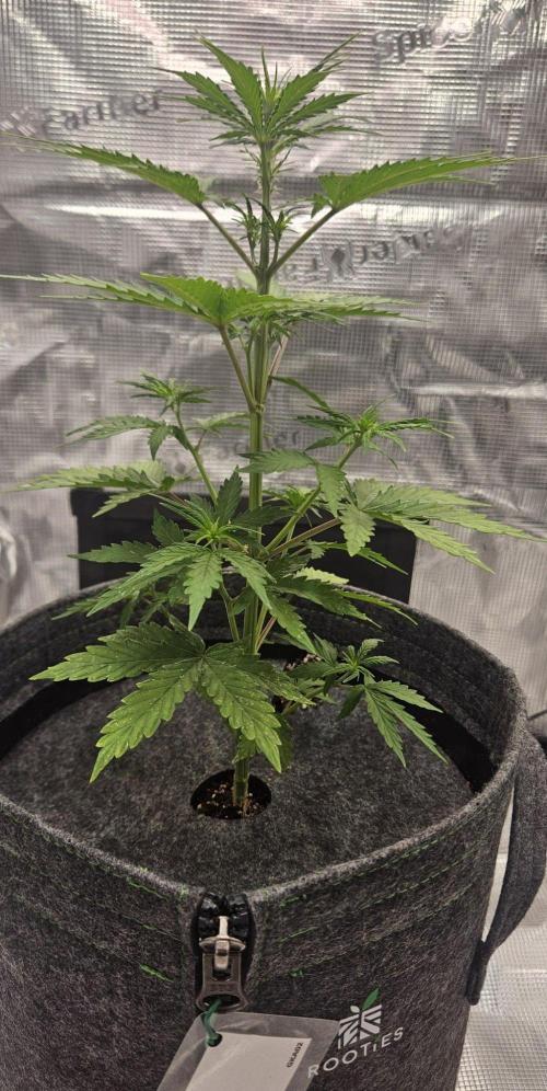 King of Kong on Pluto. Week 4 - Day 27