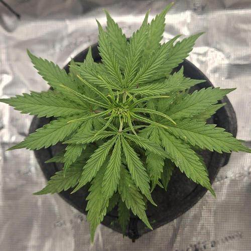 King of Kong on Pluto. Week 4 - Day 28
