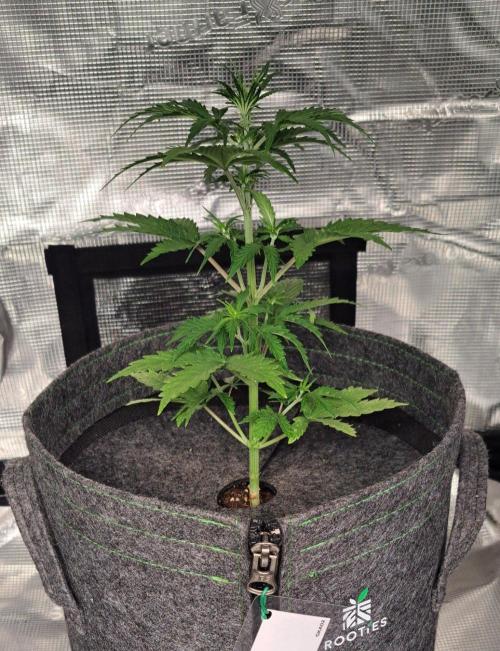 King of Kong on Pluto. Week 4 - Day 25