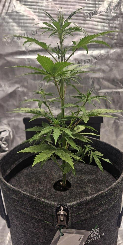 King of Kong on Pluto. Week 4 - Day 28
