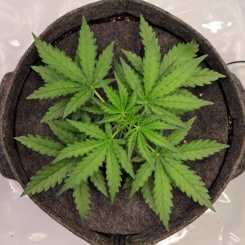 Purple skunks on Venus. Week 3 - Day 21