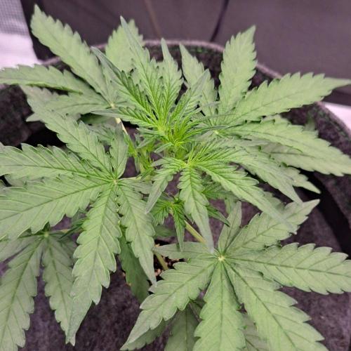 Purple skunks on Venus. Week 3 - Day 21