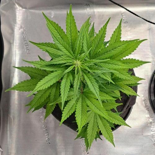 Purple Bananas spotted on Saturn. Week 7 - Day 45
