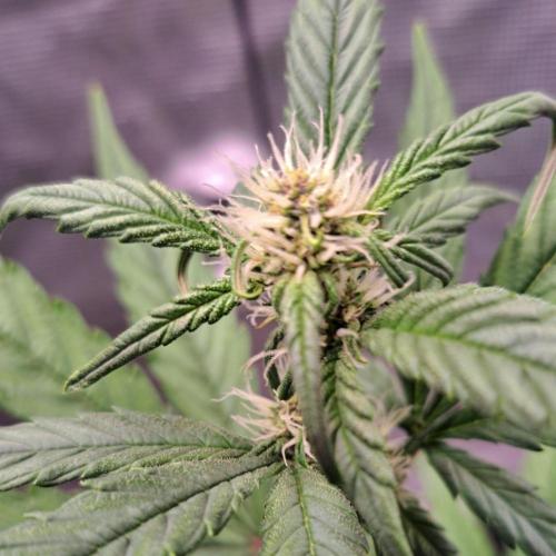 Banana Purple Auto. Week 7