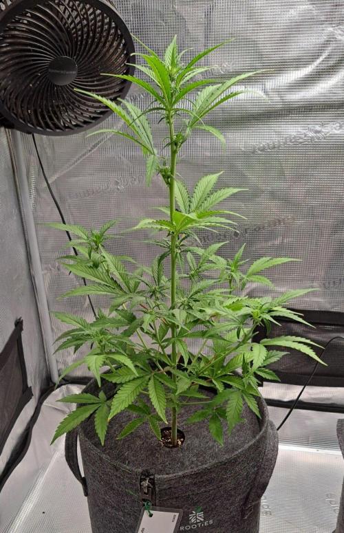 Tropical cherry for Saturn. Week 7 - Day 43