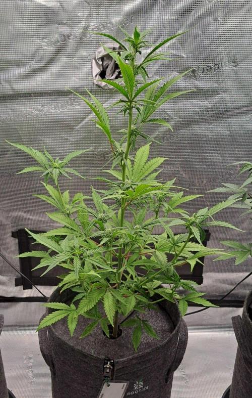 Tropical cherry for Saturn. Week 7 - Day 45