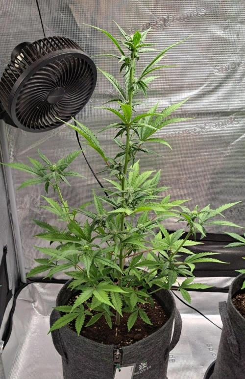 Tropical cherry for Saturn. Week 7 - Day 46