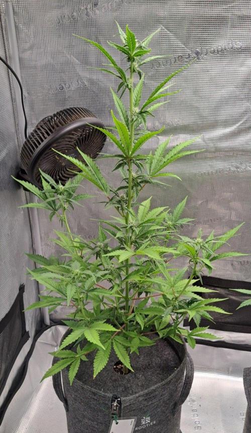 Tropical cherry for Saturn. Week 7 - Day 47