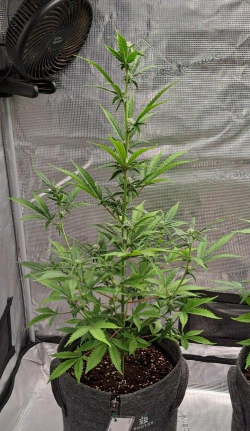 Tropical cherry for Saturn. Week 7 - Day 48