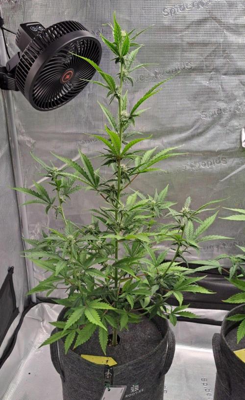 Tropical cherry for Saturn. Week 7 - Day 49