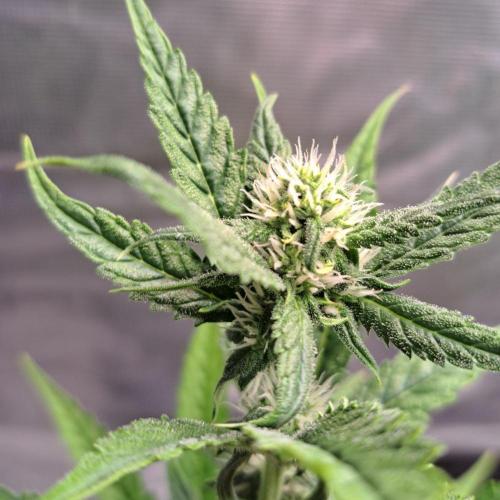 Tropical cherry for Saturn. Week 7 - Day 49