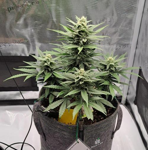 Fruity glue for Venus. Week 8 - Day 53