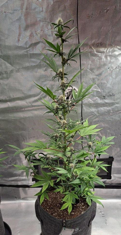 Purple Bananas spotted on Saturn. Week 8 - Day 55