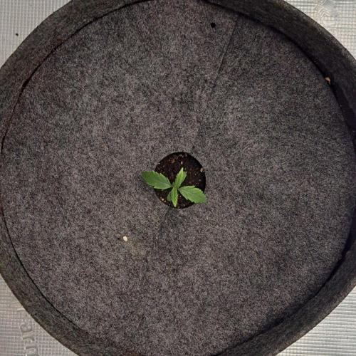 Tropical cherry arrived on Pluto. Week 1 - Day 7