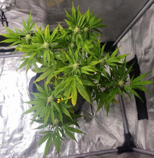 King of Kong on Pluto. Week 7 - Day 47