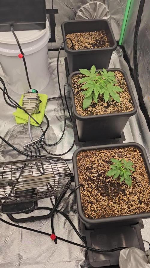 Mephisto Genetics  - Cobbler Crisp